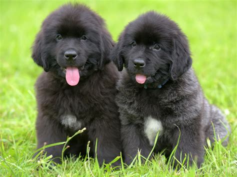 newfoundland breeders texas